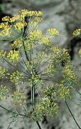 Dill Seeds 3050