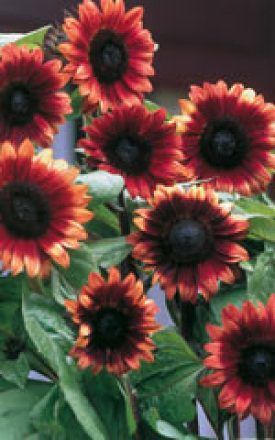 Cherry Rose Sunflower Seeds 6165