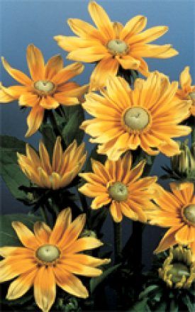 Prairie Sun Rudbeckia Seeds 6600