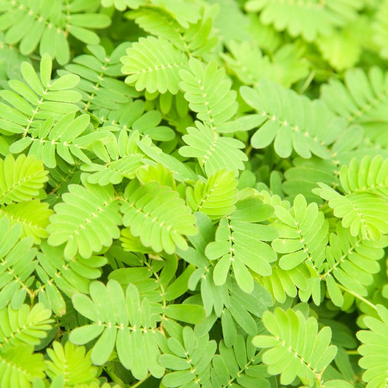 Mimosa or Sensitive Plant Seeds 6070