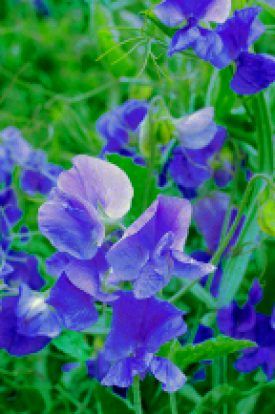 Royal Blue Sweet Peas Seeds (Climbing Type) 6250