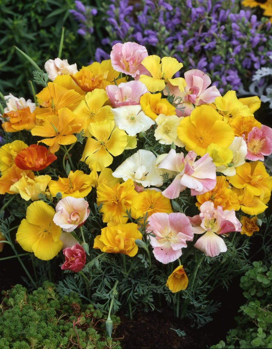 Mission Bells Mixed California Poppy Seeds 5097