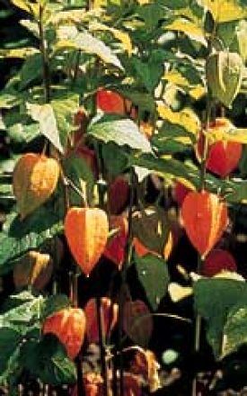 Chinese Lantern Seeds (Physalis alkekengi) 6405