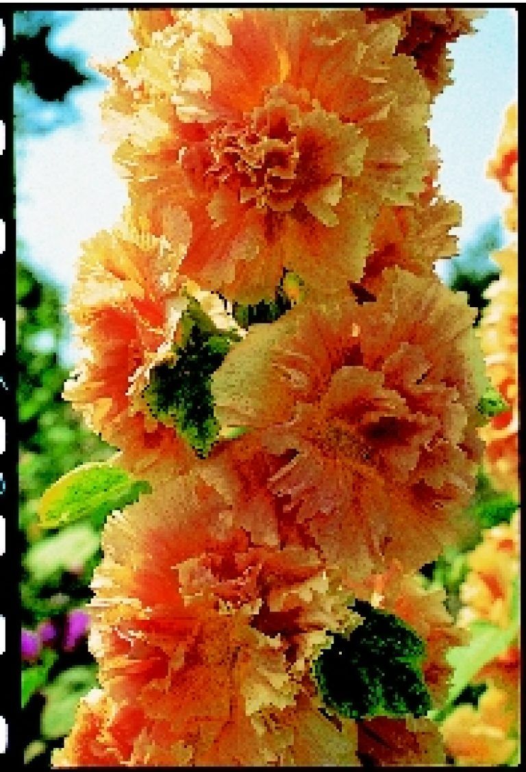 Double Apricot Hollyhock Seeds 6517