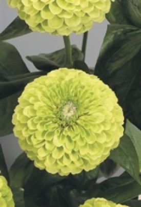 Giant Lime Hybrid Zinnia Seeds 6285