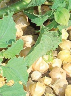 Ground Cherry Tomato Seeds (Husk Type) 2395