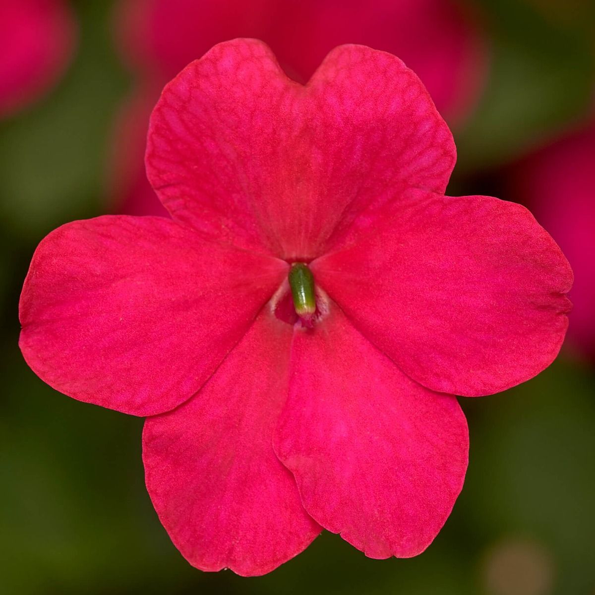 Rose Imara Impatiens XDR 5465