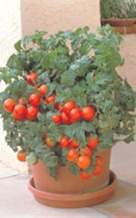 Patio Hybrid Tomato Seed 2320