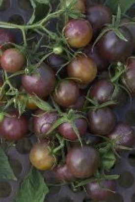Black Cherry Tomato Seeds 2380