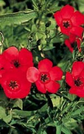 Scarlet Flax Seeds 6930