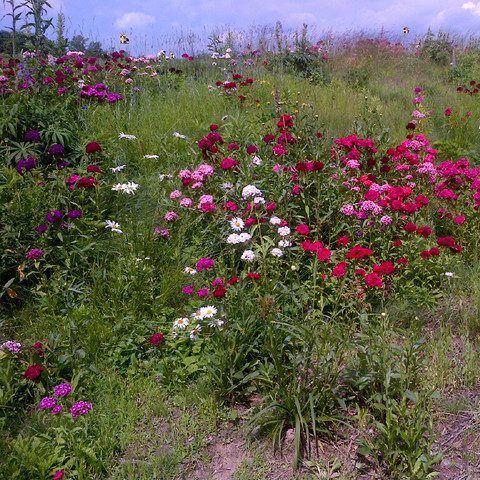 OSC Wildflower Seed Mixture 6830