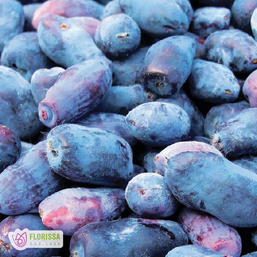 Honeyberry - Boreal Beast - #1 - NO WARRANTY