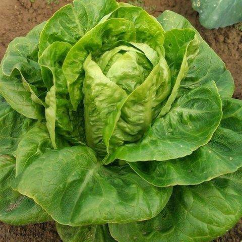 Romaine Little Gem Lettuce