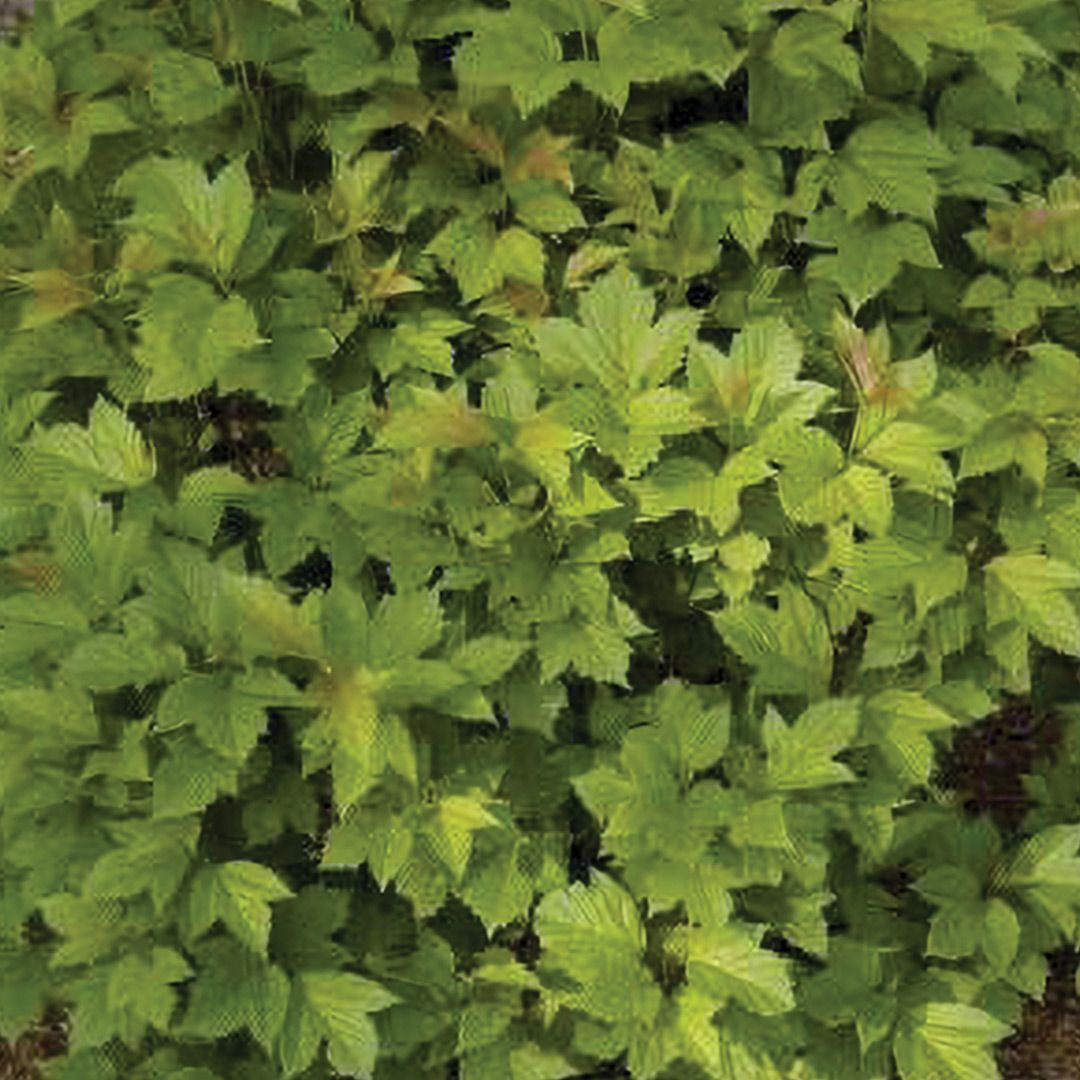 Cranberry  - Bailey's Compact - 8''