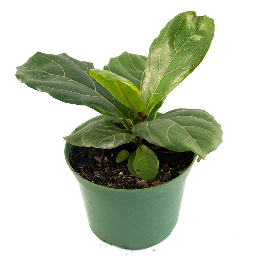 Ficus - Lyrata Bambino - 6''