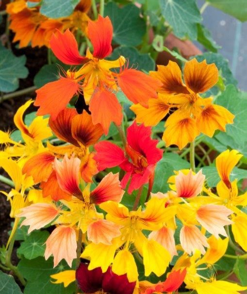 Phoenix Nasturtium Seeds 5807