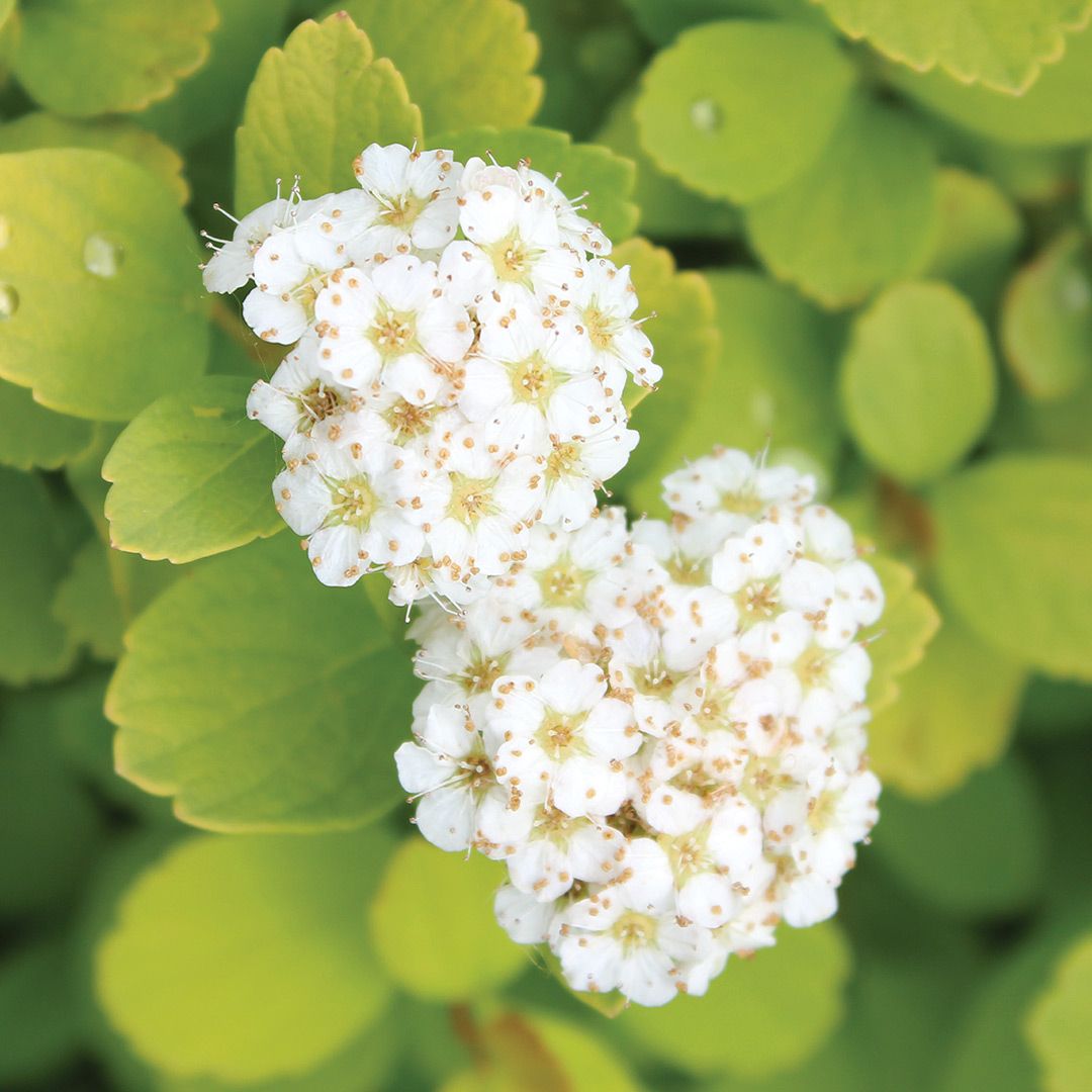 Spirea - Glow Girl Birchleaf - #5