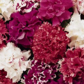 All Glorious Double Petunia Seeds 5930