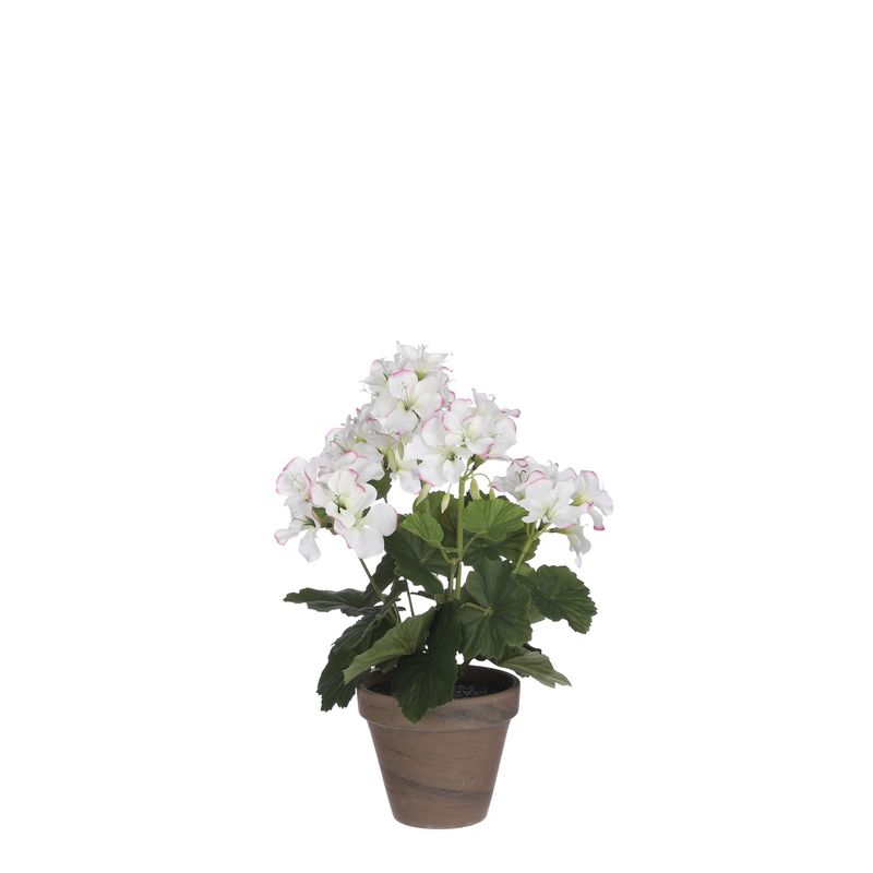 Geranium in Pot Stan Grey d11.5cm - h33xd20cm