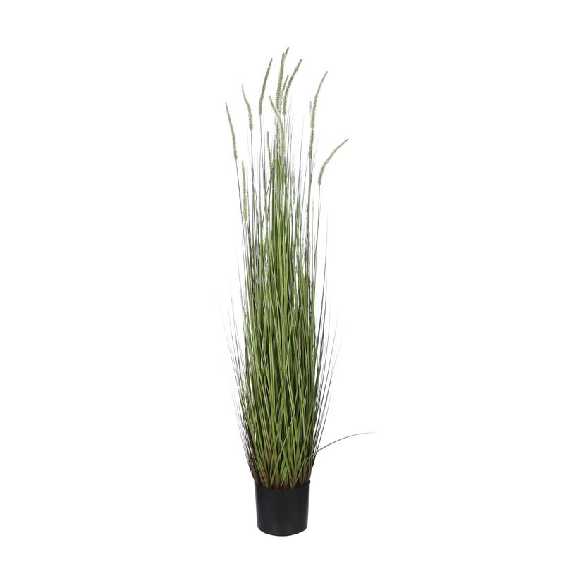 Dogtail Grass Green in Pot