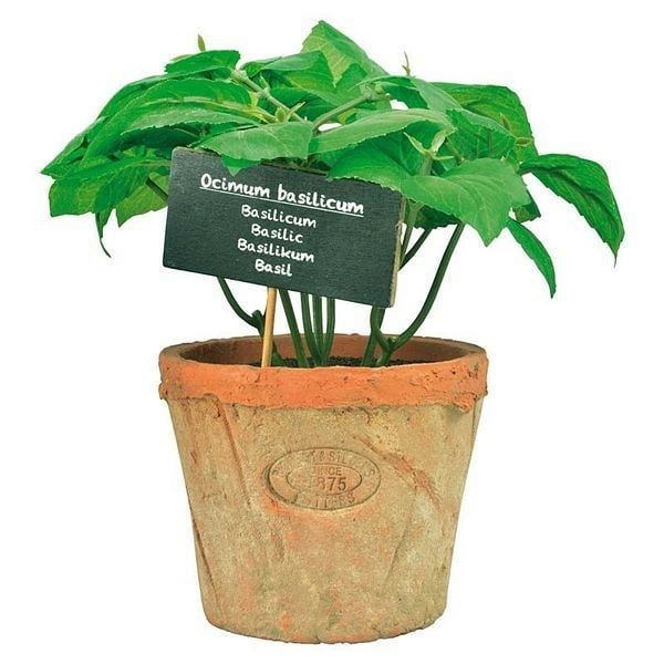 Artificial Basil in Aged Terra Cotta Pot - 19cm