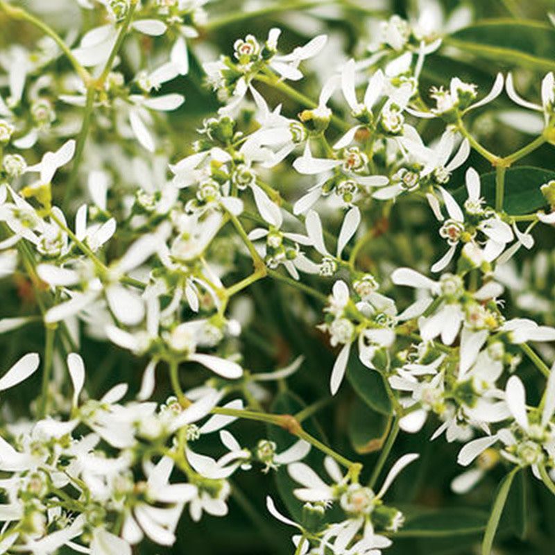 Euphorbia - Diamond Frost