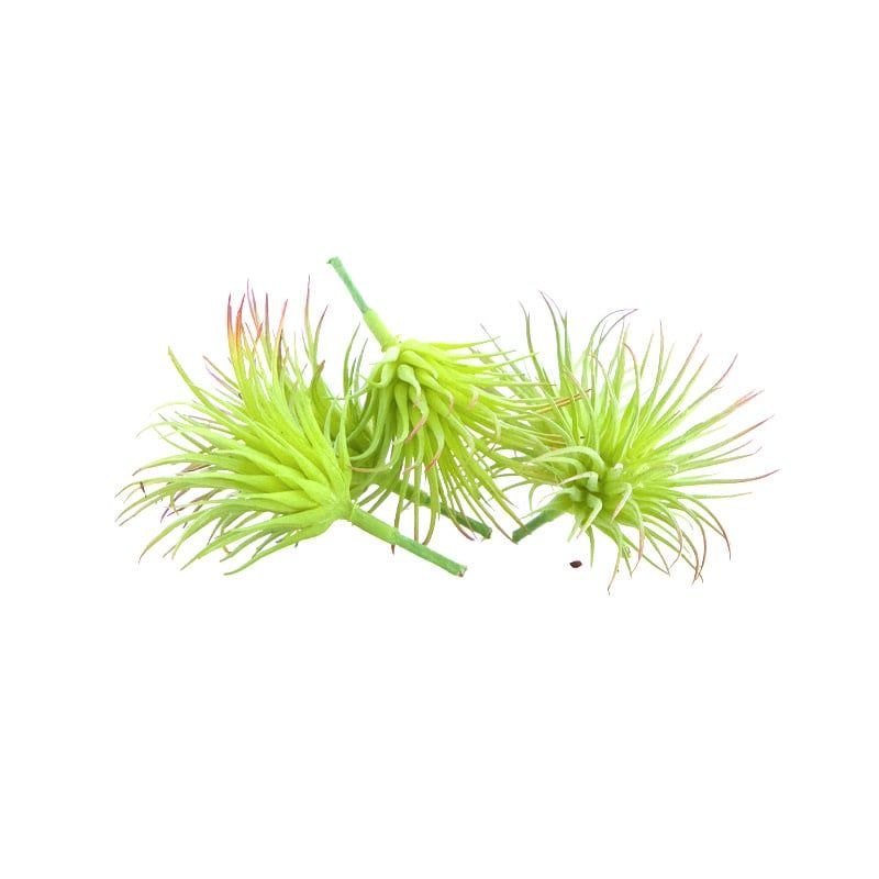 Airplant Artificial 7.5x6cm 5pc