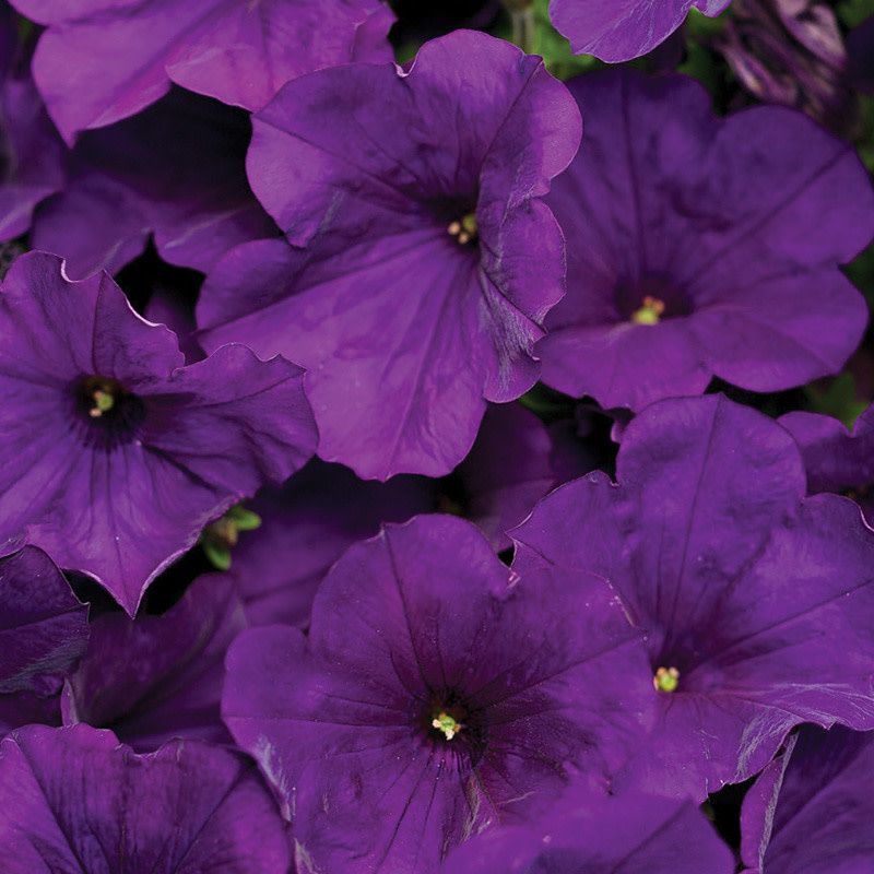 Petunia - Supertunia Royal Velvet