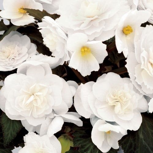 Begonia - Nonstop Mocca White