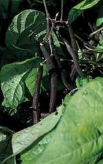 Royal Burgundy Bush Bean Seeds 1161