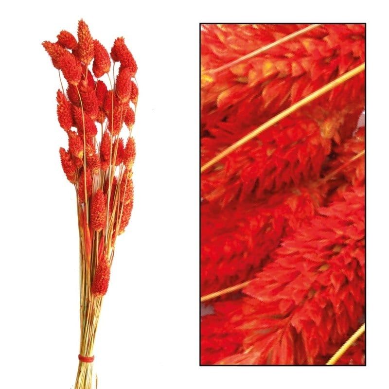 Phalaris
