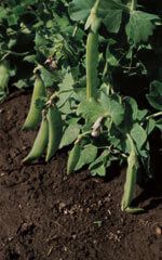 Little Marvel Pea Seeds (English Type) 1985