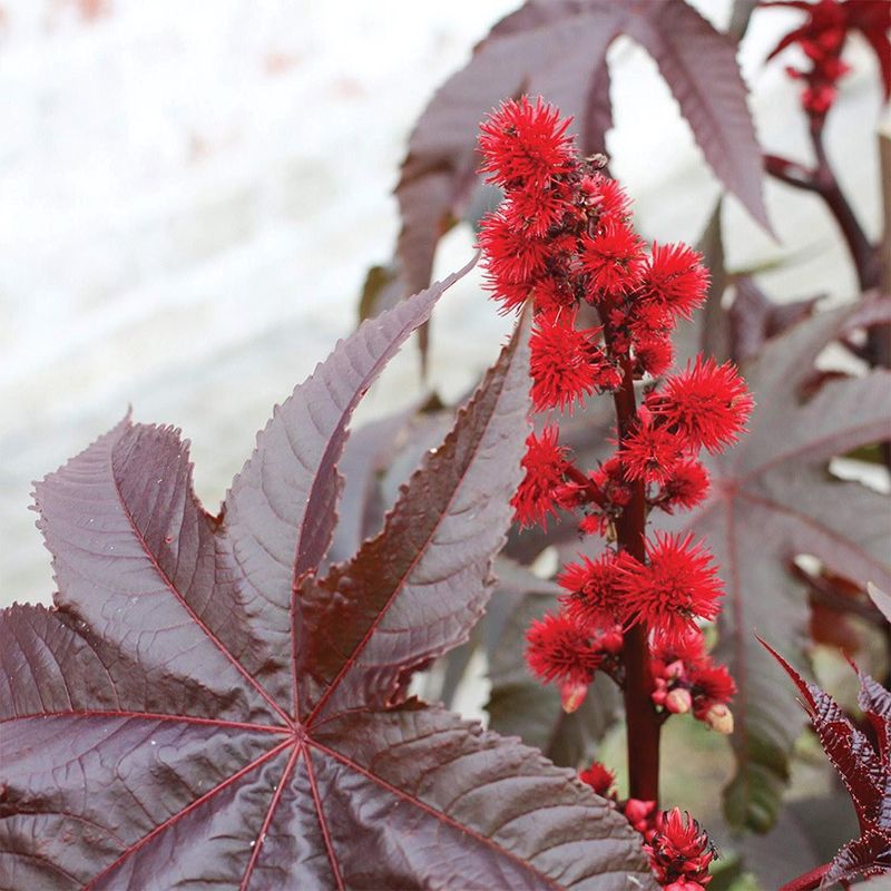 Castor Bean - Gibsonii (Red)