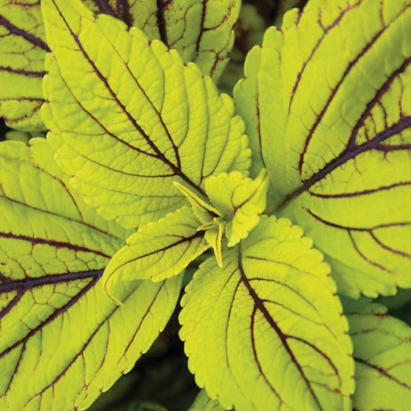 Coleus - Gays Delight