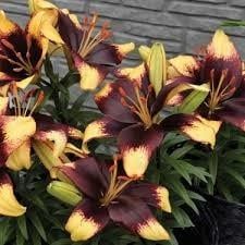 Lilium Asiatic - Tiny Epic