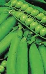 Homesteader or Lincoln Pea Seeds 1975