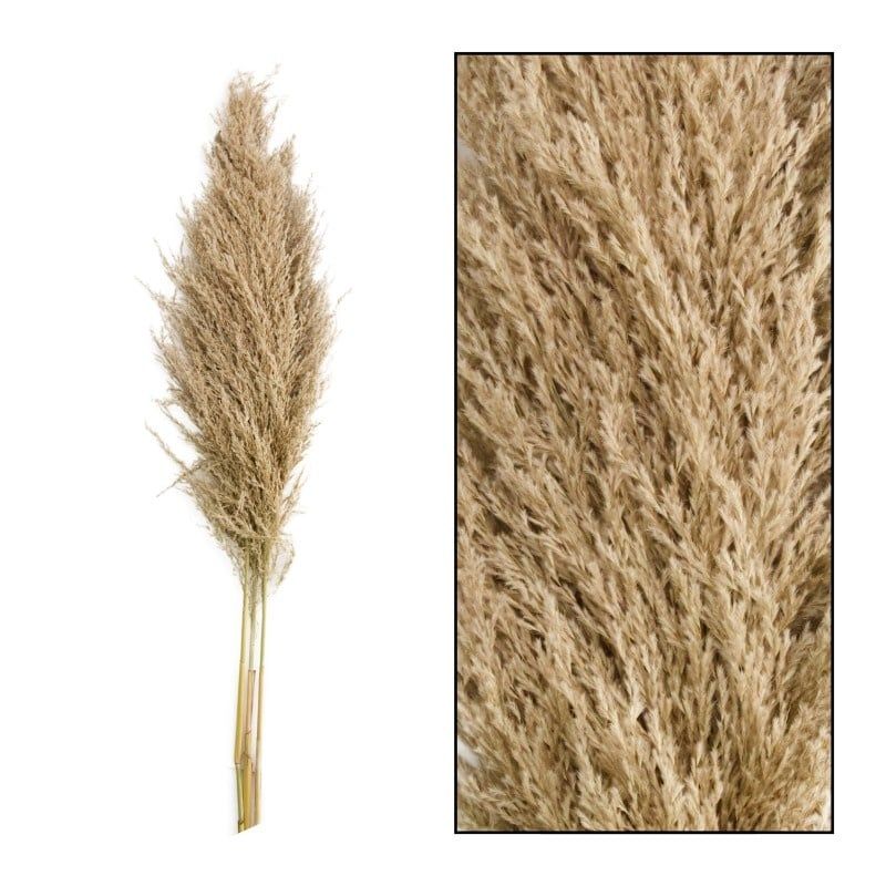 Pampas Grass  - 3 pieces
