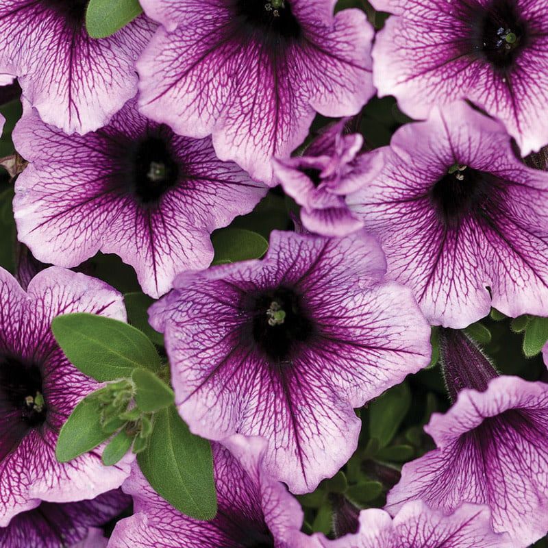 Petunia - Supertunia Bordeaux