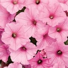 Petunia - Supertunia Vista Bubblegum