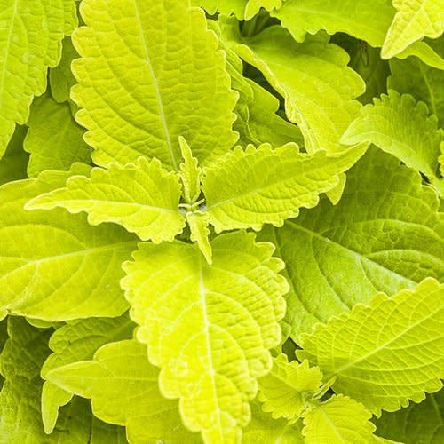 Coleus - ColorBlaze Lime Time