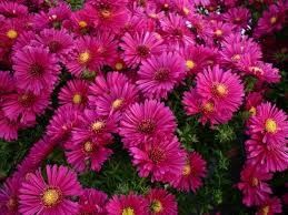 Aster Dumosus - Jenny