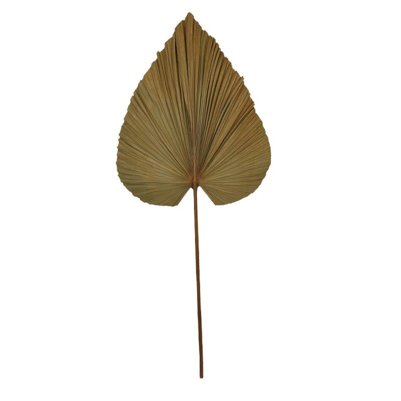 Leaf Fan Nature