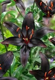 Lilium Asiatic - Secret Kiss
