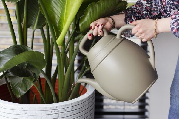 Capi - Watering Can Chai