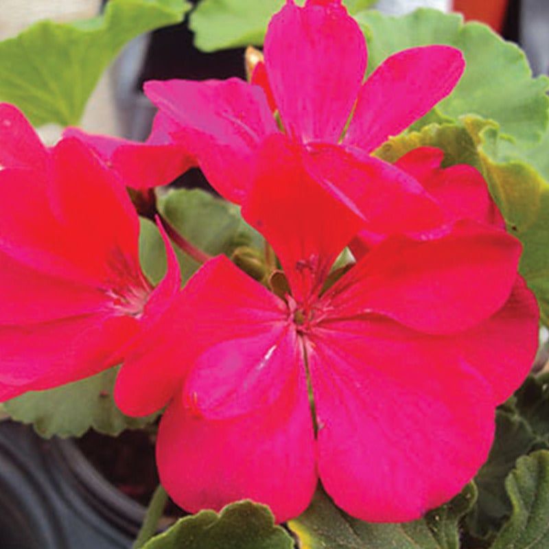 Geranium - Survivor Neon Violet