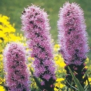 Liatris &#39;Spicata Purple&#39;