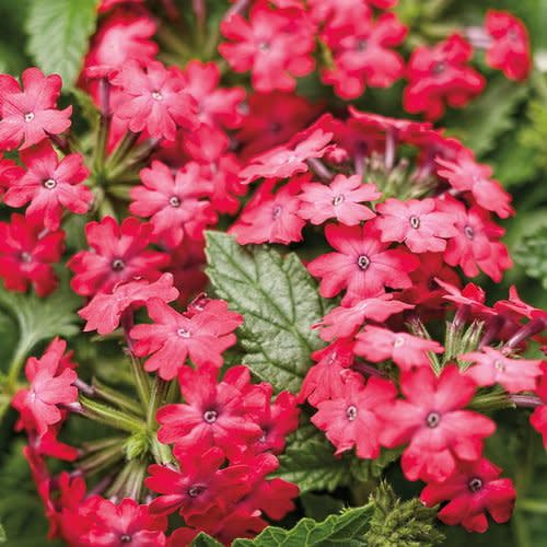 Verbena - Superbena Royale Iced Cherry