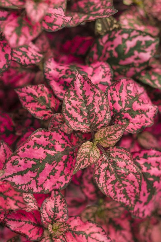 Hypoestes - Polka Dot Plant &#39;Hippo Red&#39;