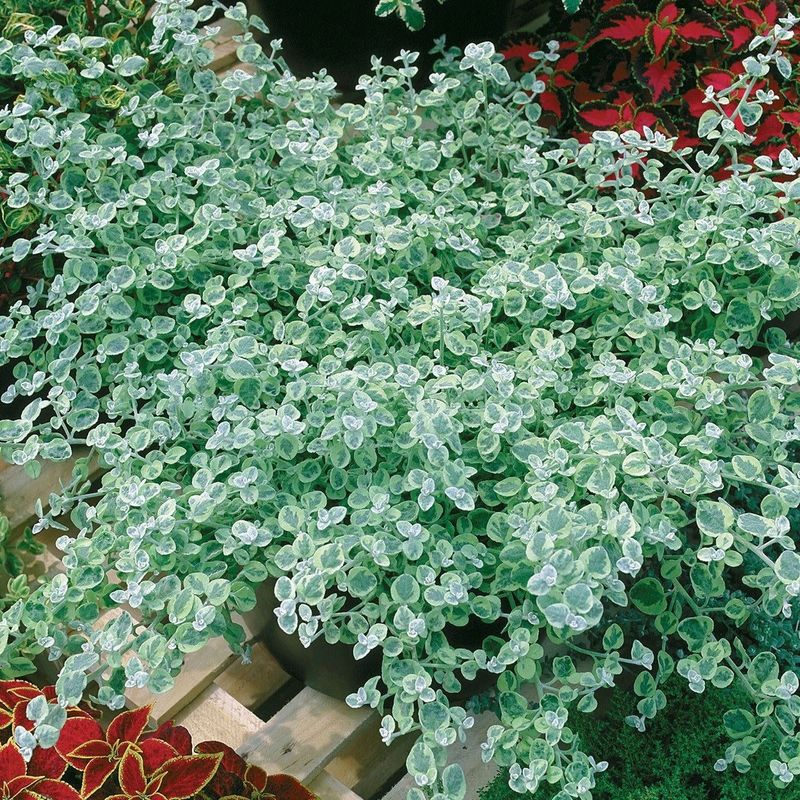 Helichrysum - Mini Silver