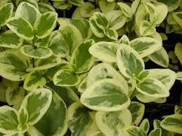 Vinca - Expoflora Periwinkle